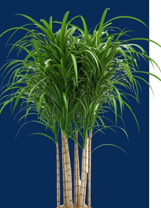 Mature sugarcane plant